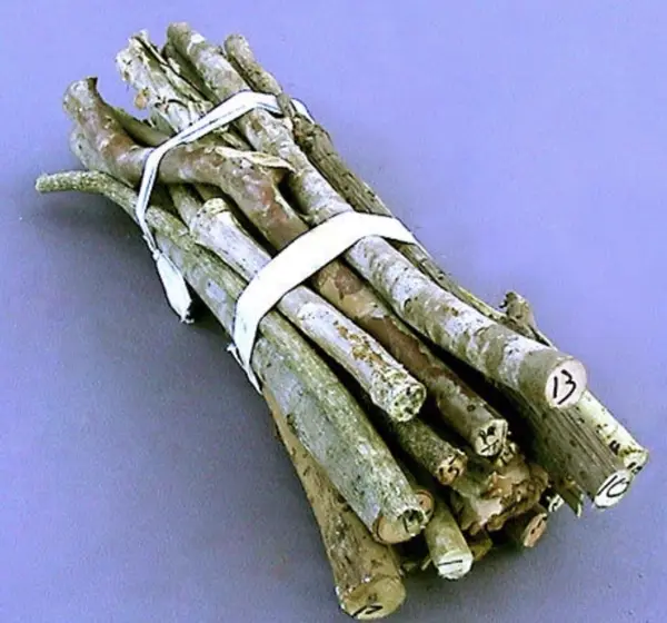21 Palo Sticks