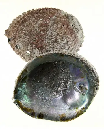Abalone Shells