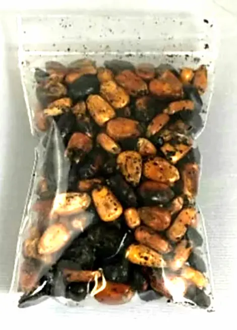 Agbado Roasted Corn