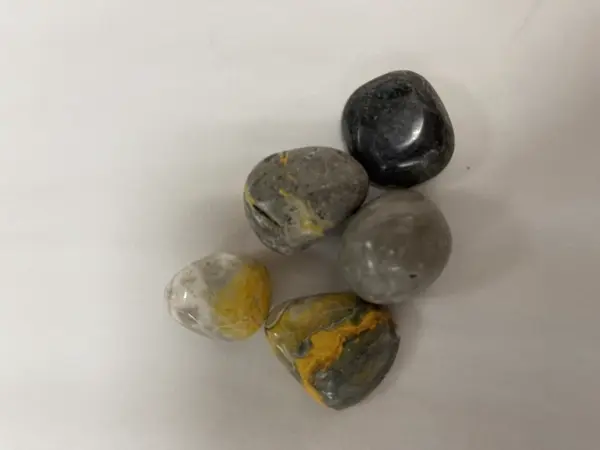 Bumblebee Jasper