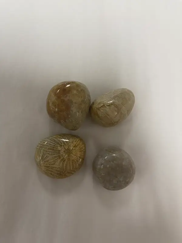 Coral Fossil