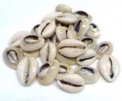 Cowrie Shells ( open back )