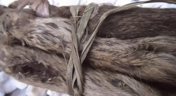 Dried Rat Okete