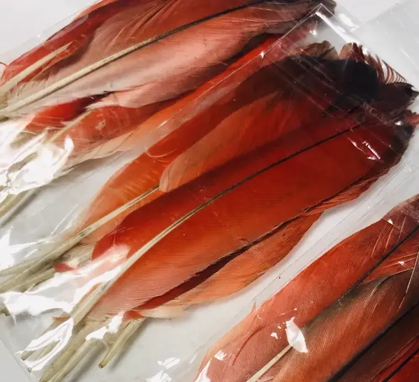 Parrot Feathers