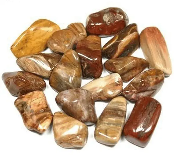 Petrified Wood