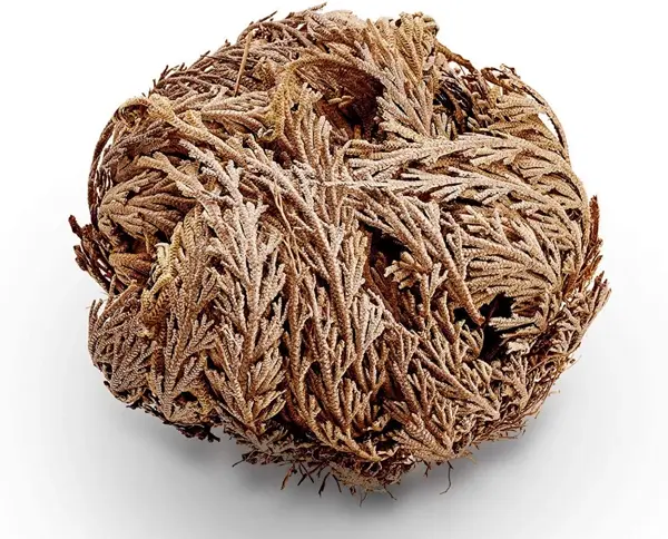 Rose of Jericho