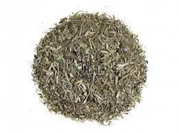 Vervain